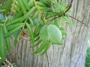 Fotografia da espécie Cephalotaxus harringtonii