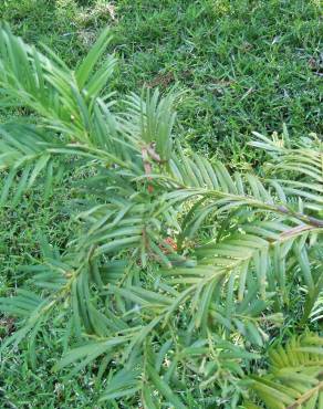 Fotografia 7 da espécie Cephalotaxus harringtonii no Jardim Botânico UTAD