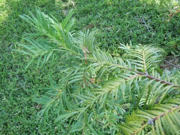 Fotografia da espécie Cephalotaxus harringtonii