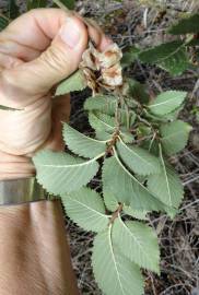 Fotografia da espécie Ulmus minor