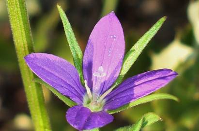 Fotografia da espécie Legousia scabra