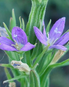 Fotografia 6 da espécie Legousia scabra no Jardim Botânico UTAD