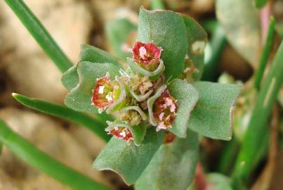 Fotografia da espécie Lythrum borysthenicum