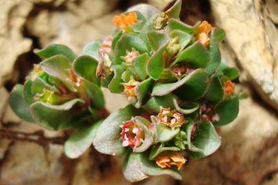 Fotografia da espécie Lythrum borysthenicum