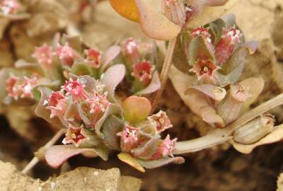 Fotografia da espécie Lythrum borysthenicum