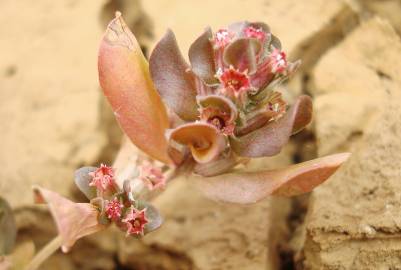 Fotografia da espécie Lythrum borysthenicum