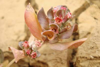 Fotografia da espécie Lythrum borysthenicum