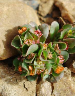 Fotografia 10 da espécie Lythrum borysthenicum no Jardim Botânico UTAD