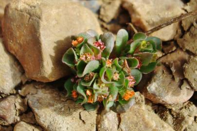 Fotografia da espécie Lythrum borysthenicum