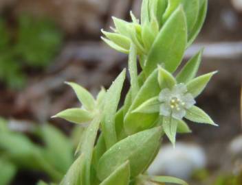 Fotografia da espécie Asterolinon linum-stellatum