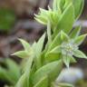 Fotografia 11 da espécie Asterolinon linum-stellatum do Jardim Botânico UTAD