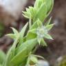 Fotografia 13 da espécie Asterolinon linum-stellatum do Jardim Botânico UTAD