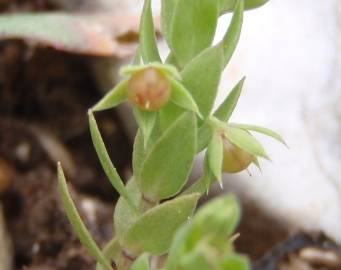 Fotografia da espécie Asterolinon linum-stellatum