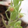 Fotografia 14 da espécie Asterolinon linum-stellatum do Jardim Botânico UTAD