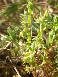 Fotografia da espécie Asterolinon linum-stellatum