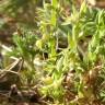 Fotografia 16 da espécie Asterolinon linum-stellatum do Jardim Botânico UTAD