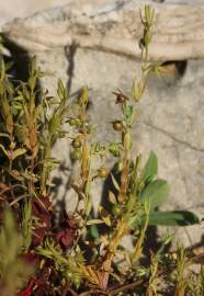 Fotografia da espécie Asterolinon linum-stellatum