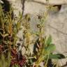 Fotografia 19 da espécie Asterolinon linum-stellatum do Jardim Botânico UTAD