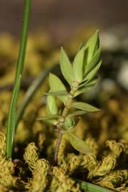 Fotografia da espécie Asterolinon linum-stellatum