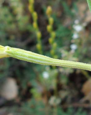 Fotografia 3 da espécie Silene legionensis no Jardim Botânico UTAD