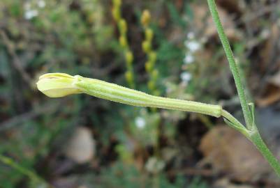 Fotografia da espécie Silene legionensis