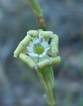 Fotografia 5 da espécie Silene legionensis no Jardim Botânico UTAD