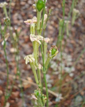 Fotografia 6 da espécie Silene legionensis no Jardim Botânico UTAD