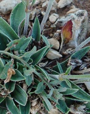 Fotografia 7 da espécie Silene legionensis no Jardim Botânico UTAD