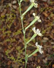 Fotografia da espécie Silene legionensis