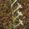 Fotografia 1 da espécie Silene legionensis do Jardim Botânico UTAD