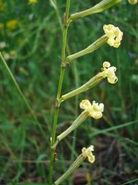 Fotografia da espécie Silene legionensis