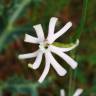 Fotografia 11 da espécie Silene legionensis do Jardim Botânico UTAD