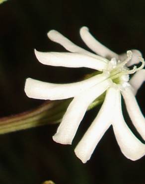 Fotografia 14 da espécie Silene legionensis no Jardim Botânico UTAD