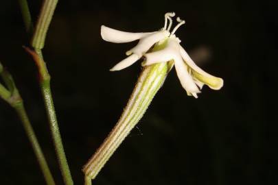 Fotografia da espécie Silene legionensis