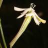 Fotografia 16 da espécie Silene legionensis do Jardim Botânico UTAD