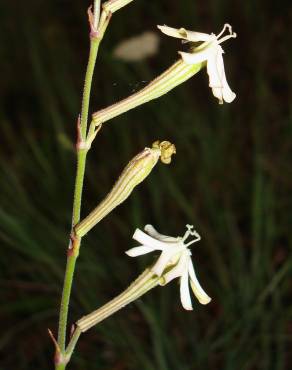 Fotografia 18 da espécie Silene legionensis no Jardim Botânico UTAD