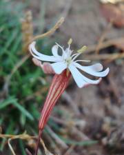 Fotografia da espécie Silene portensis