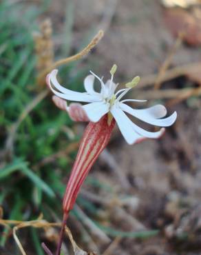 Fotografia 1 da espécie Silene portensis subesp. portensis no Jardim Botânico UTAD