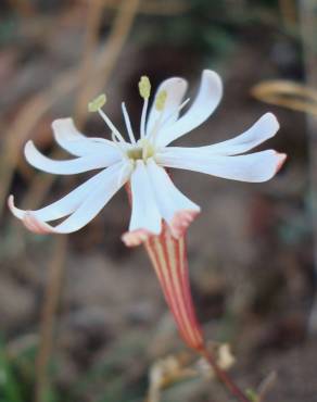 Fotografia 3 da espécie Silene portensis subesp. portensis no Jardim Botânico UTAD