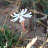 Fotografia 5 da espécie Silene portensis subesp. portensis do Jardim Botânico UTAD