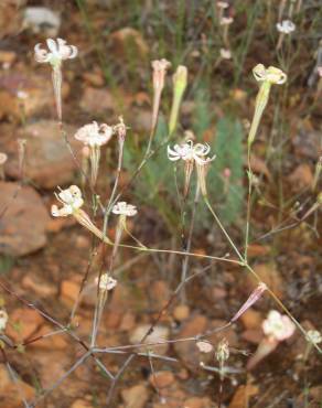 Fotografia 6 da espécie Silene portensis subesp. portensis no Jardim Botânico UTAD