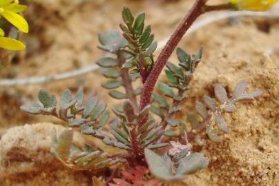 Fotografia da espécie Sisymbrella aspera subesp. aspera