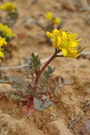 Fotografia da espécie Sisymbrella aspera subesp. aspera