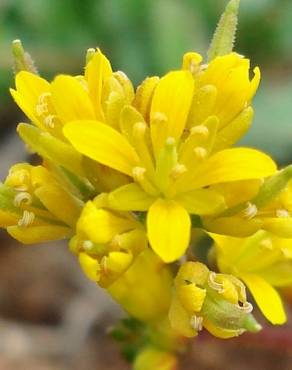 Fotografia 9 da espécie Sisymbrella aspera subesp. aspera no Jardim Botânico UTAD