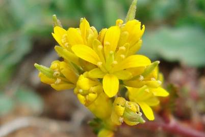 Fotografia da espécie Sisymbrella aspera subesp. aspera