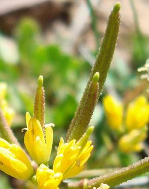Fotografia 11 da espécie Sisymbrella aspera subesp. aspera no Jardim Botânico UTAD
