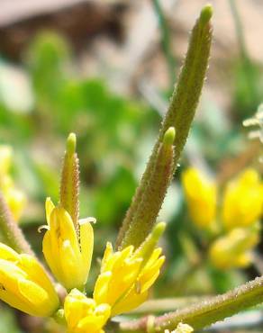 Fotografia 11 da espécie Sisymbrella aspera subesp. aspera no Jardim Botânico UTAD