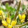 Fotografia 11 da espécie Sisymbrella aspera subesp. aspera do Jardim Botânico UTAD