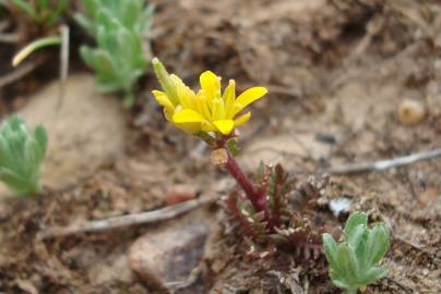 Fotografia da espécie Sisymbrella aspera subesp. aspera