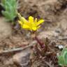 Fotografia 12 da espécie Sisymbrella aspera subesp. aspera do Jardim Botânico UTAD